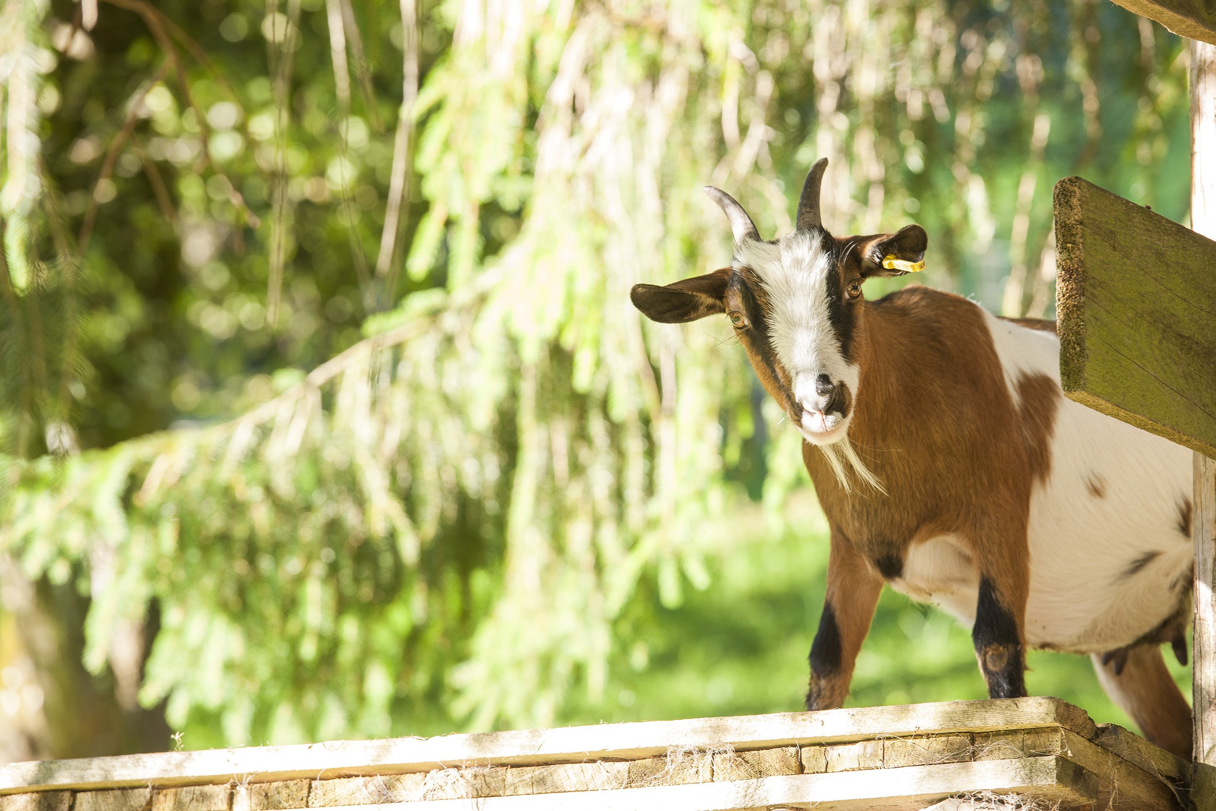 Goat on the Hefteralm in Grassau